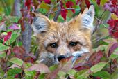 Red fox in autumn foliage