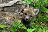 Fox pup playing in a spring forest