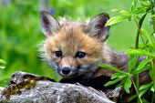Red fox kit in spring forest