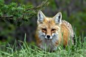Adult red fox resting near its den