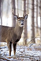 Winter Buck