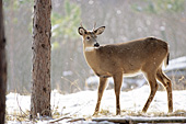 Young whitetail buck in snow