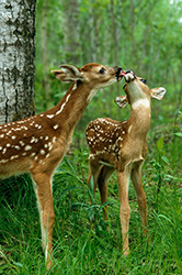 Twin Fawns
