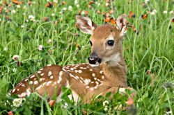 Fawn in Meadow