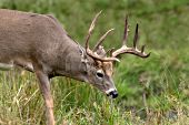 Whitetail buck grazing in early autumn