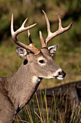 Autumn Buck