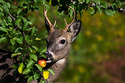 Deer, Elk & Moose