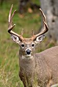 Whitetail buck in early autumn