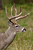 Profile of a whitetail buck