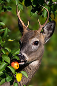 Whitetail buck eating an apple from a tree