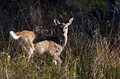Whitetail doe camouflaged in tall grass