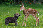 Whitetail fawn & gray wolf pup meeting for the 1st time