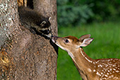 Whitetail fawn & baby raccoon meeting for the 1st time