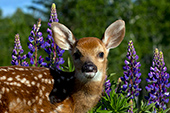 Whitetail fawn in lupine