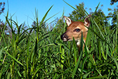 Whitetail fawn in tall grass
