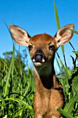 Whitetail fawn in tall grass