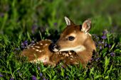 Whitetail fawn resting in a spring meadow
