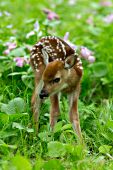 Whitetail fawn in a spring meadow