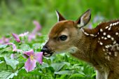 Whitetail fawn sniffing a trillium flower