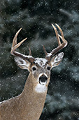 Whitetail buck in a snowstorm