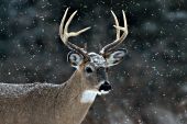 Whitetail buck in a snowstorm