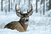Whitetail buck resting in snow
