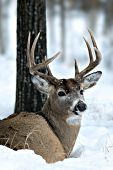 Whitetail buck resting in snow