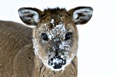 Young whitetail doe with snow on her face