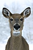 Curious whitetail doe staring at the photographer