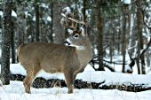Whitetail buck looking back in a winter forest