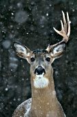 Whitetail buck with a single antler in a snowstorm