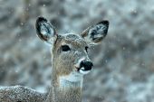 Whitetail doe in falling snow