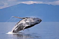 Humpback Breach