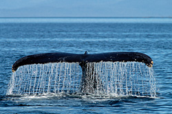 Diving Deep - Humpback Whale