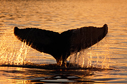 Whale of a Tail - Humpback