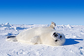 Seal pup rolling & playing on the pack ice