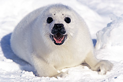 Saying Hello