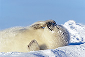 Seal pup scratching its nose with a flipper