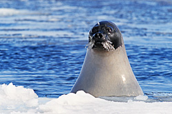 Frozen Whiskers - Harp Seal