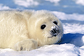 Harp seal pup playing in the snow