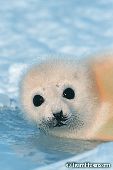 Harp seal pup