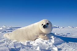 Marine Mammals