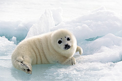 Peace on Ice