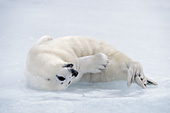 Playful seal pup rolling over on the ice