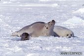 A mother seal shows concern as another surfaces