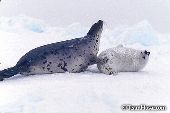 A mother seal protecting her pup from danger