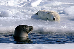 Baby Monitor - Harp Seals