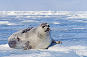 Adult harp seal resting on the ice