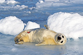 Newborn seal pup with part of its umbilical cord still attached