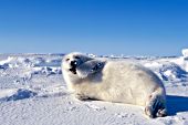 Seal pup chewing on its flipper